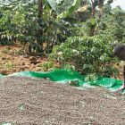 A Coffee farmer drying coffee beans by free solar energy in the tropics.<br />When has this government ever came forward to serve well the ever likely farmers&#039; profits from Agricultural production in this country? It is a government devoted to securing the military position at any cost to stay put in power. This Katikkiro of Buganda is well aware that there is no neighboring country in the whole world that will ever attack Uganda and its expensive national army and recolonize the country.